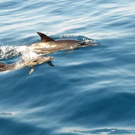 Borda D'agua Albufeira